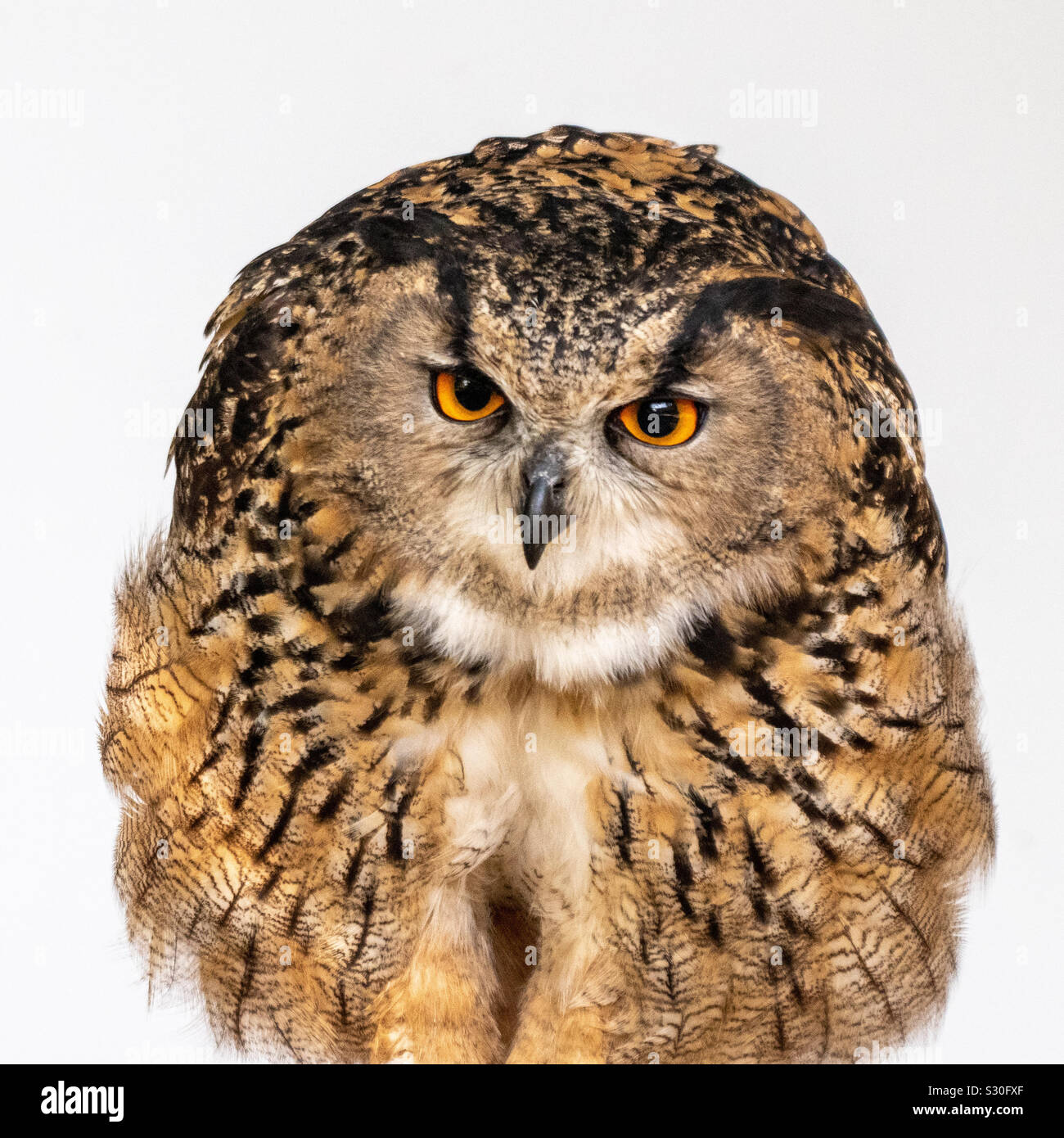 Owl looking at the camera - Smartphone Captured Stock Image