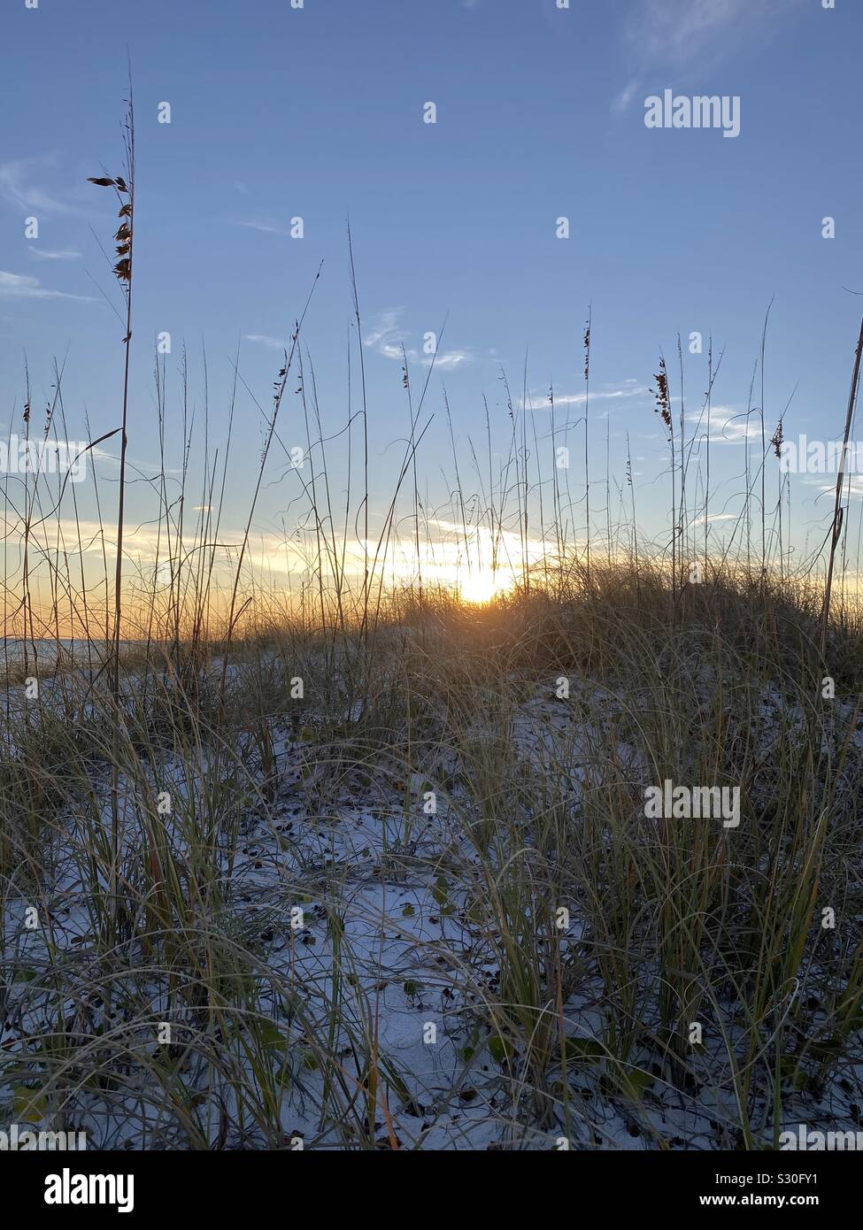 Autumn sunset on the beach with dune grass - Smartphone Captured Stock Image