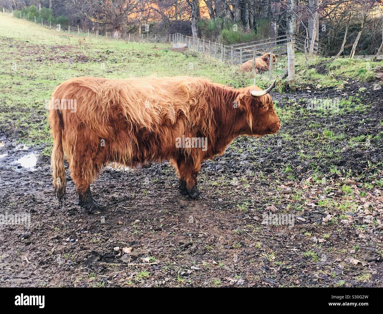 Long Haired Highland Cow In Scotland Stock Photo 311643217 Alamy