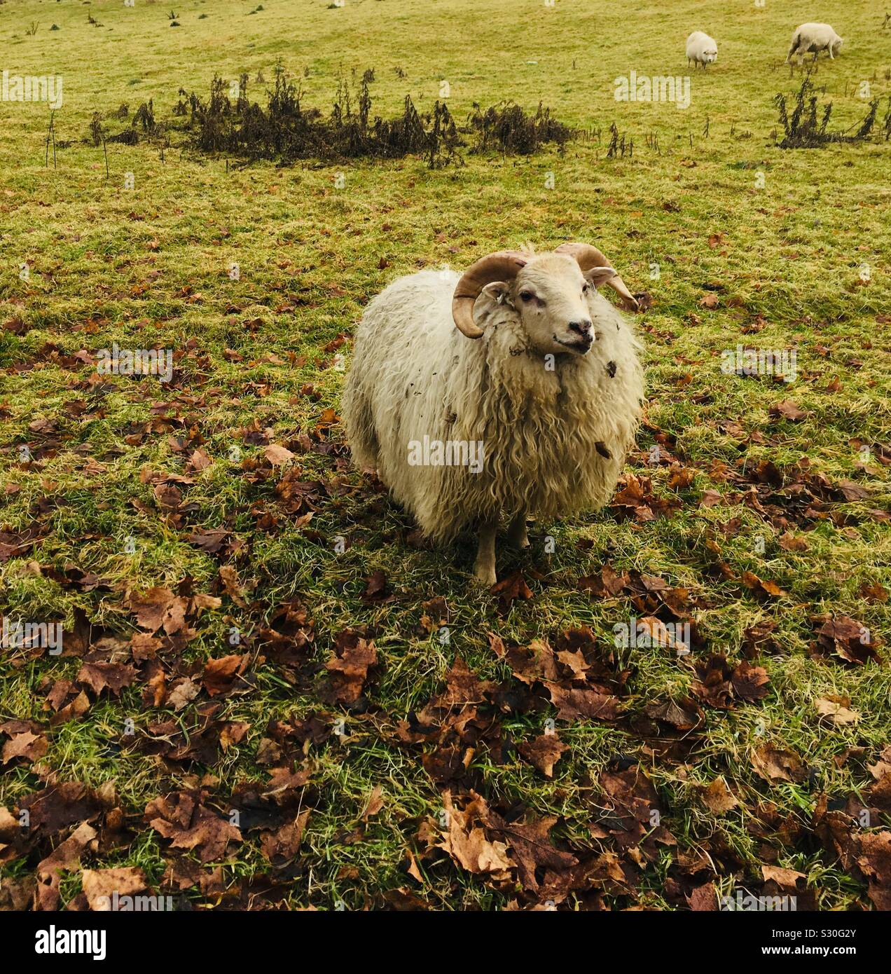 Long haired horned sheep Stock Photo