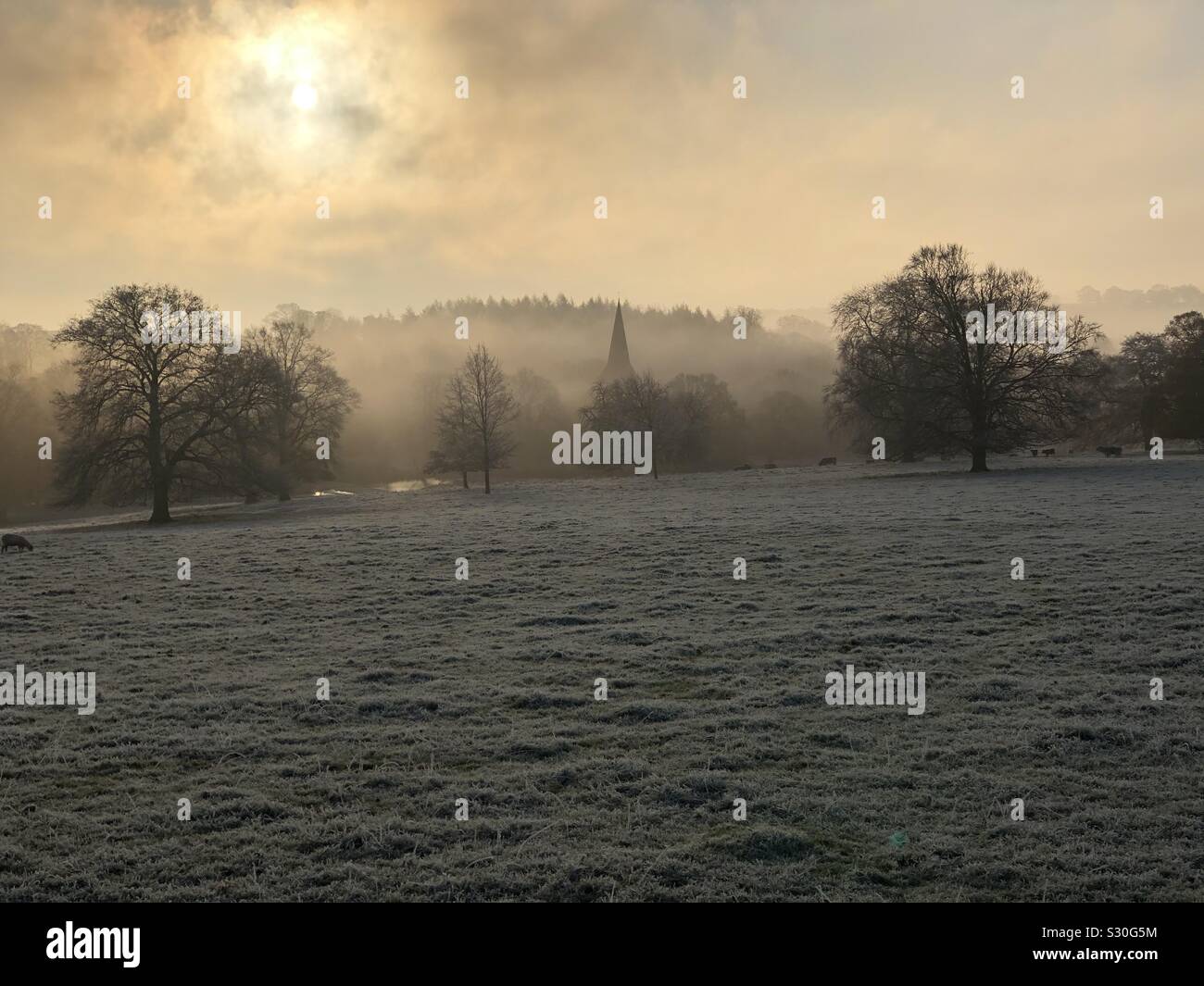 Daybreak and sunrise over fog and frost in parkland with trees. - Smartphone Captured Stock Image