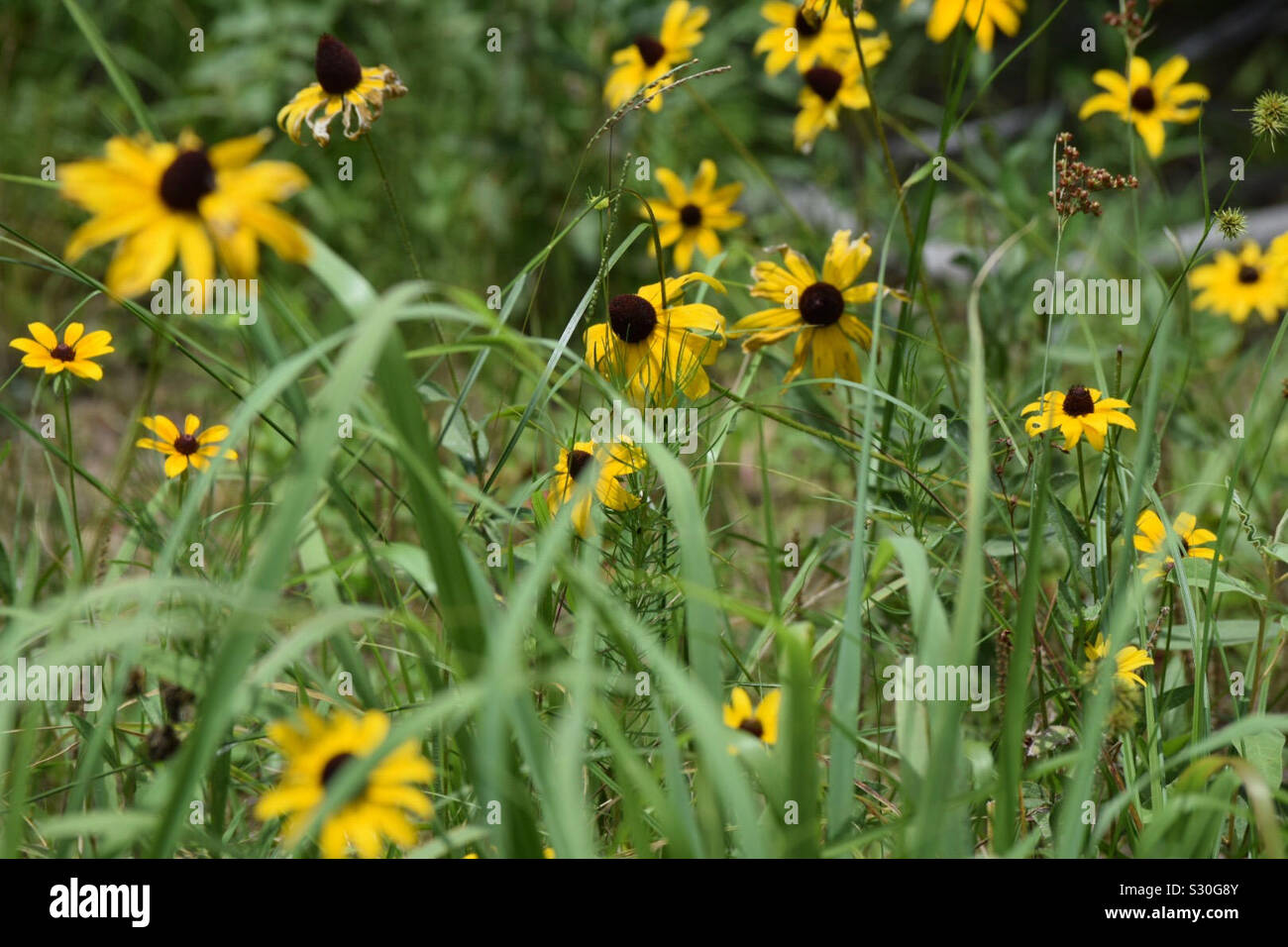 Sunflower field in Oklahoma Stock Photo Alamy