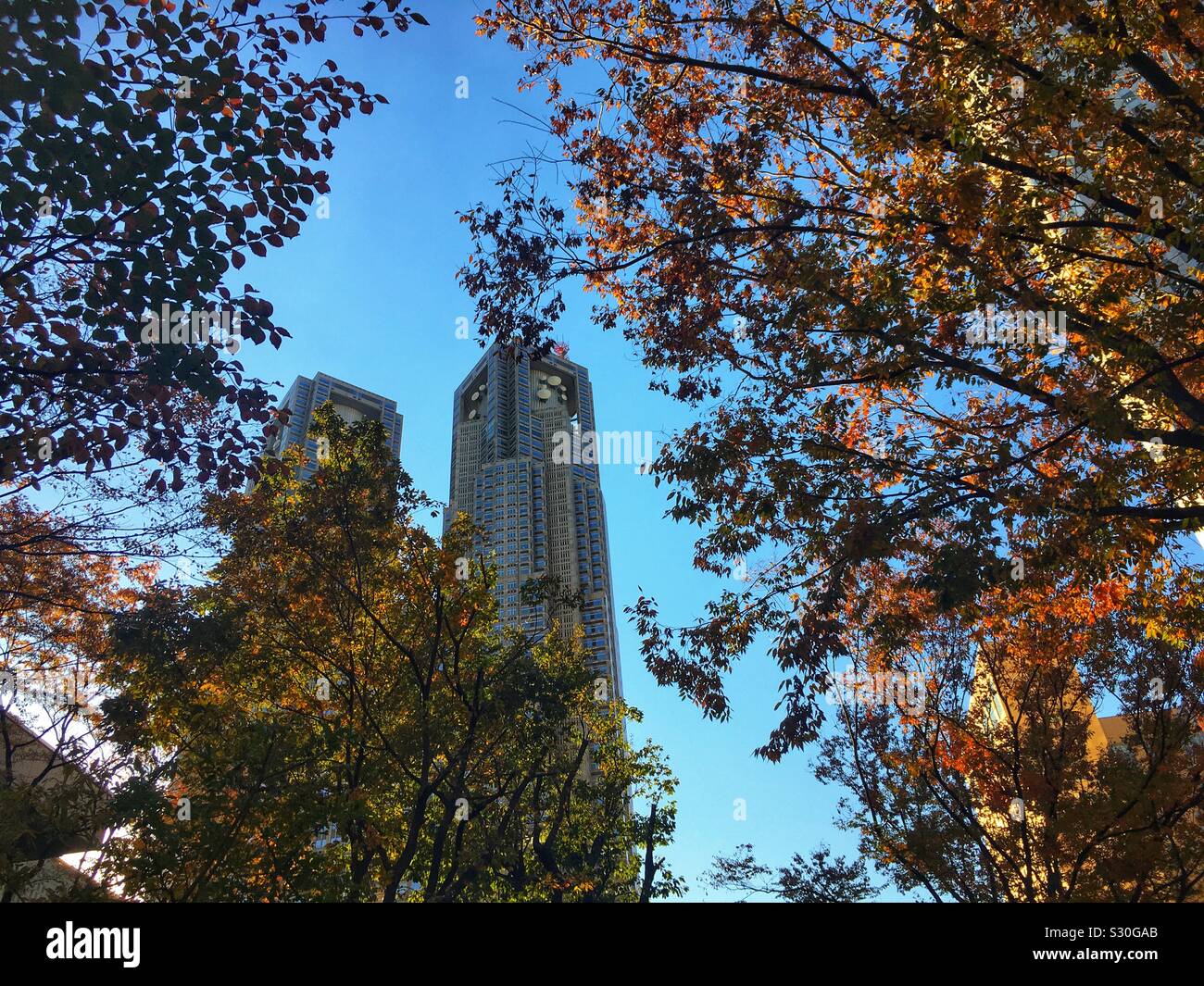 Tokyo Metropolitan Government Building and autumn foilage on a sunny day in early December Stock Photo