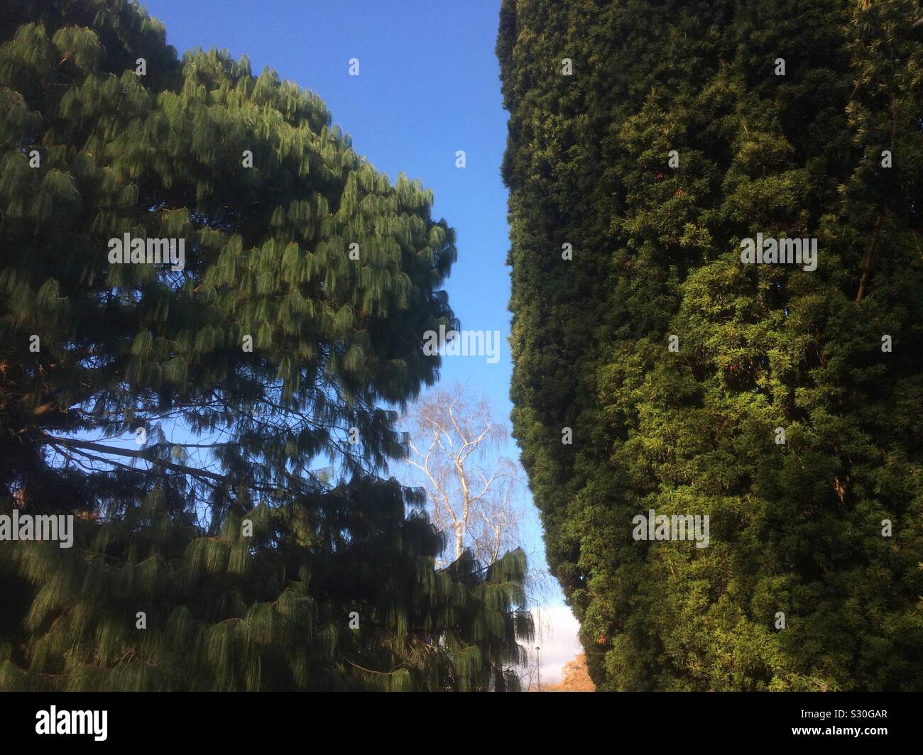 Trees and vegetation in park of Southampton - Smartphone Captured Stock Image