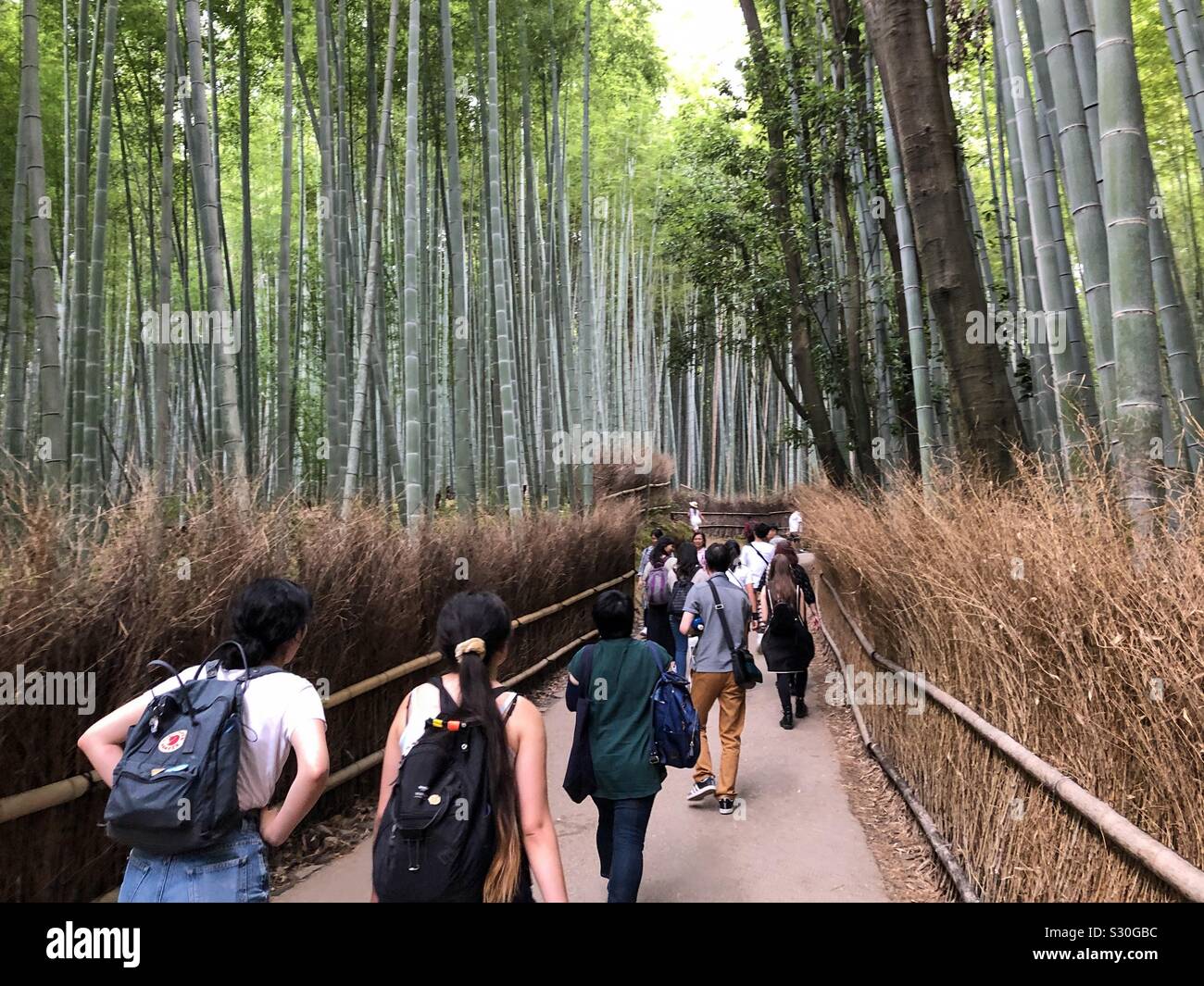 Arashiyama Bamboo Grove, also known as the Sagano Bamboo Forest