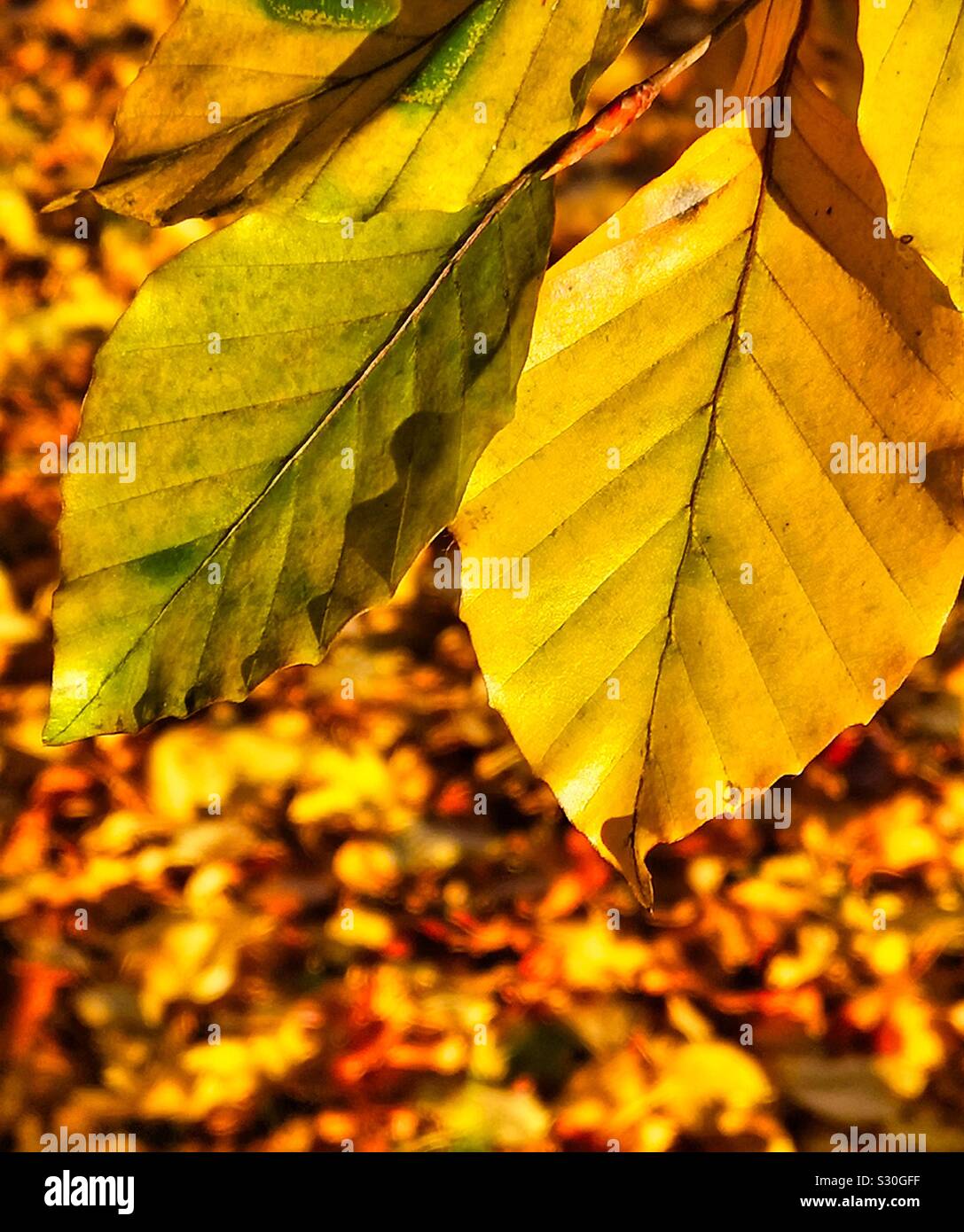 Golden autumn leaves in sunlight Stock Photo
