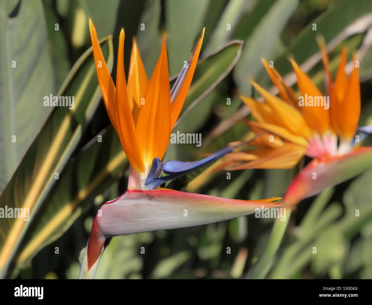 Birds of paradise flower hires stock photography and images Alamy