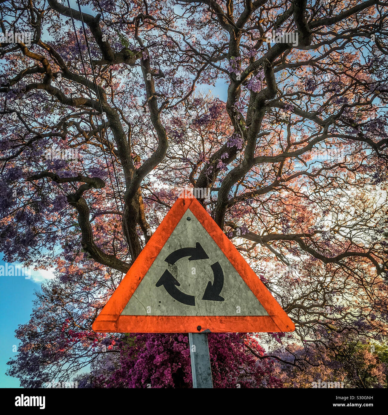 Warning sign for traffic circle / Roundabout in Melville, Johannesburg, South Africa. Purple flowers of jacaranda trees behind. 2016. Stock Photo