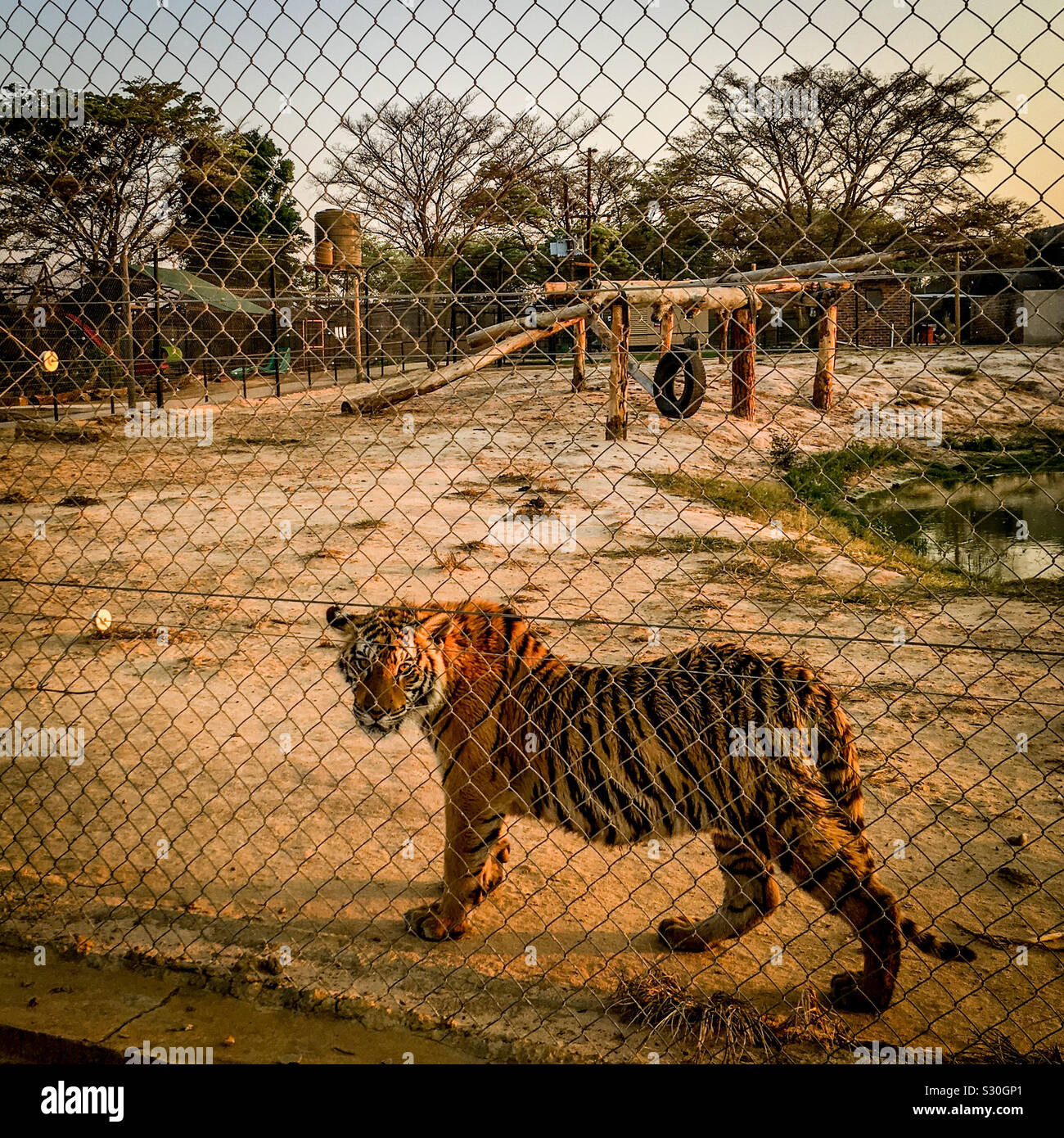 Tiger in big cat captive breeding facility, Limpopo Province, South Africa. Many of these big cats are bred for trophy hunting or to supply “medicinal” bones to Asia. 2016. Stock Photo