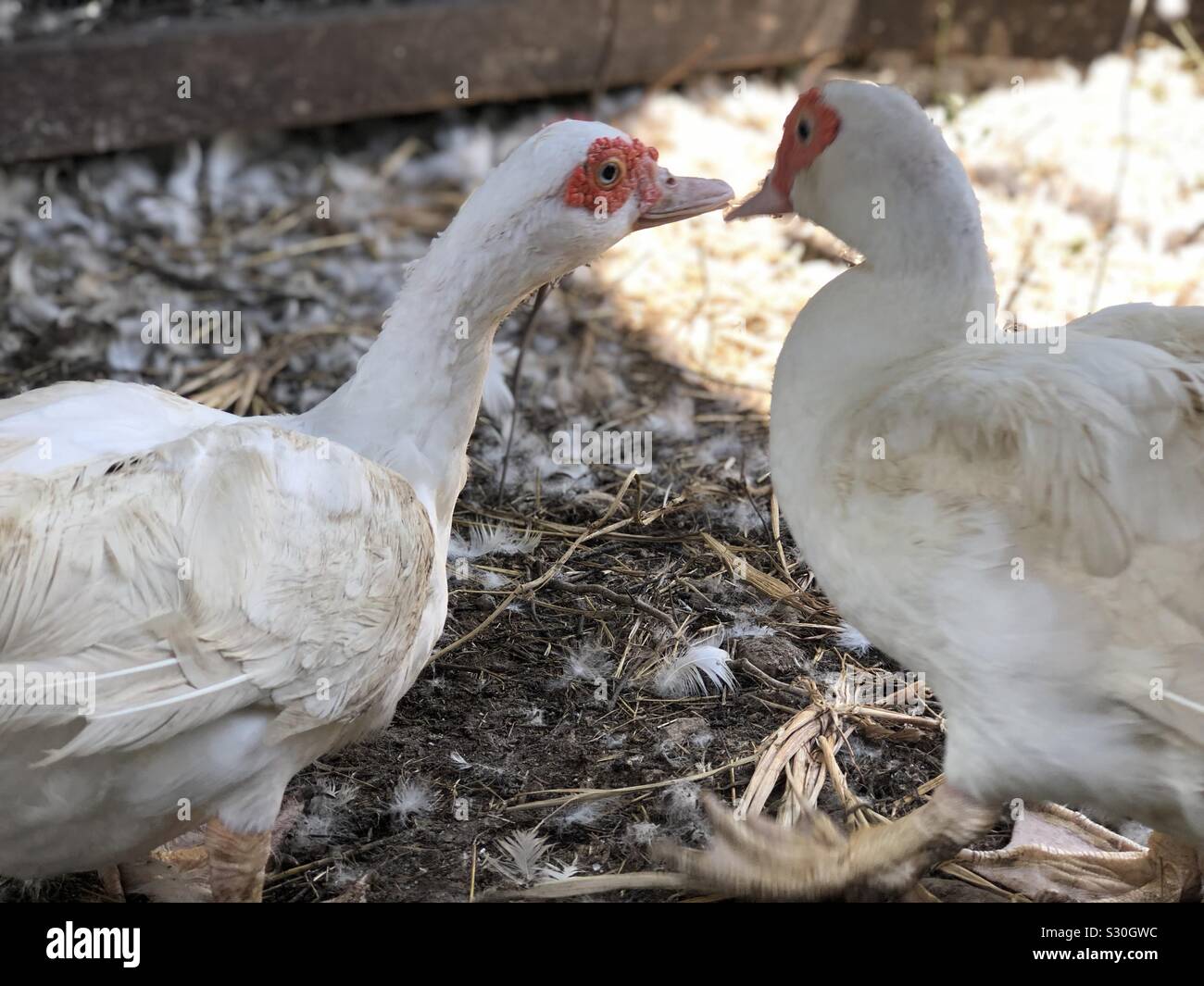 Poultry Farming Stock Photos Poultry Farming Stock Images Alamy