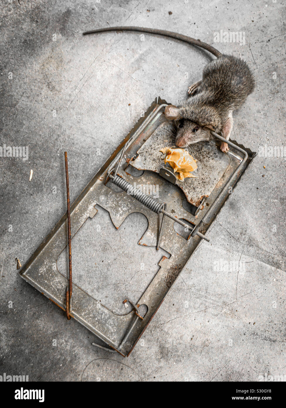 Dead rat in metal spring trap baited with peanut butter on concrete floor. No branding. Stock Photo