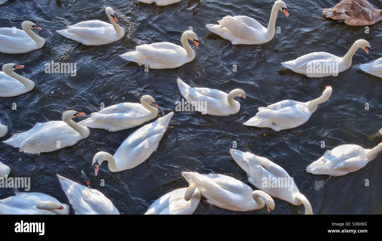 Swans on the River Severn Stock Photo