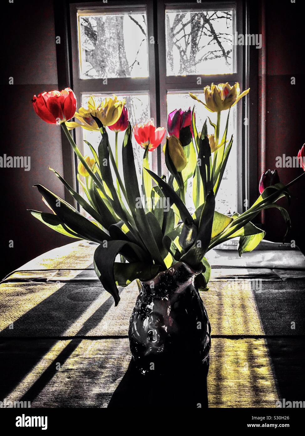 Tulips in a window. - Smartphone Captured Stock Image