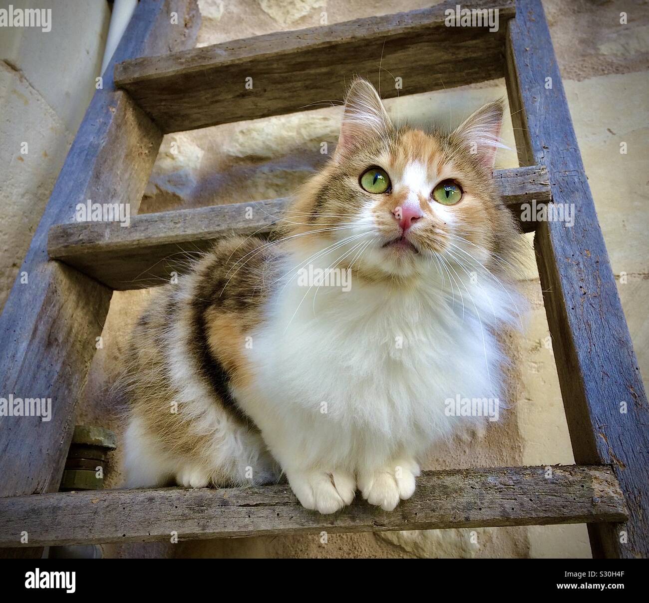 Young Tortoiseshell cat climbing on a ladder. - Smartphone Captured Stock Image