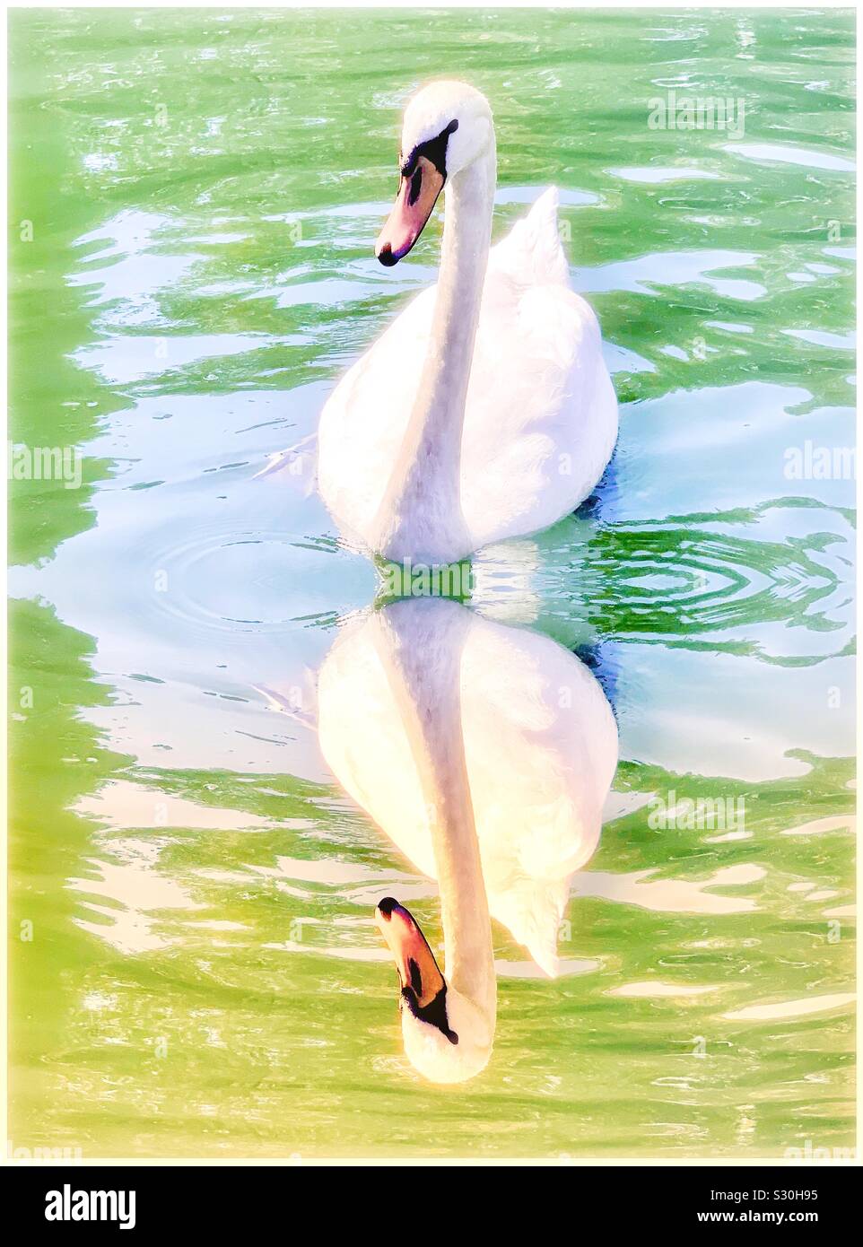 Swan mirror - Smartphone Captured Stock Image