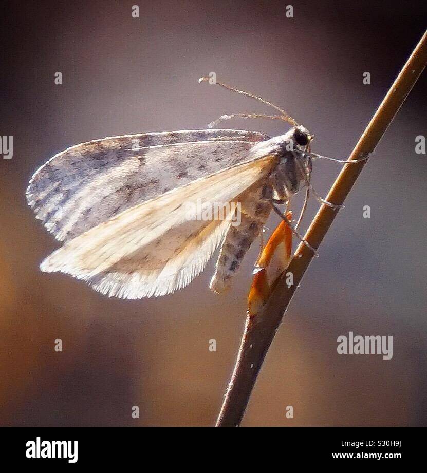 Male Bruce spanworm moth Stock Photo