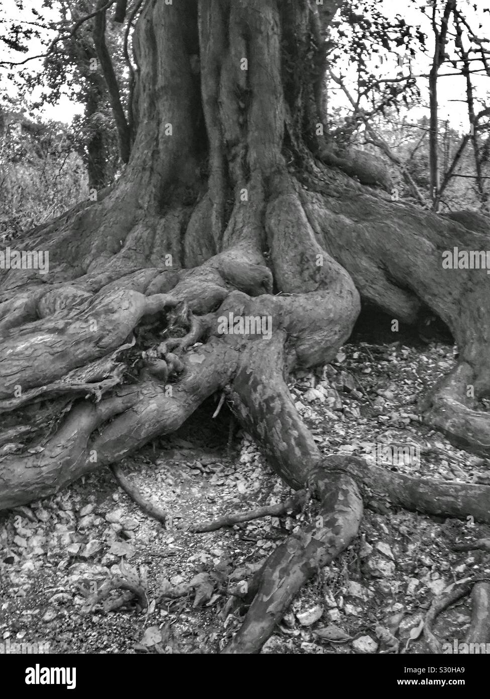 Blacks and white exposed tree roots and trunk Stock Photo Alamy