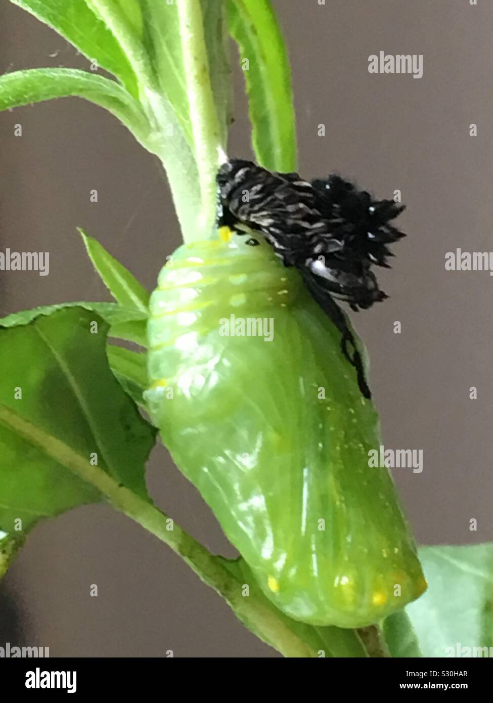 The Monarch butterfly lifecycle is compelling. This is stage three, where the caterpillar has become a pupae. The skin has been shed for the last of the caterpillars five maults. Stock Photo