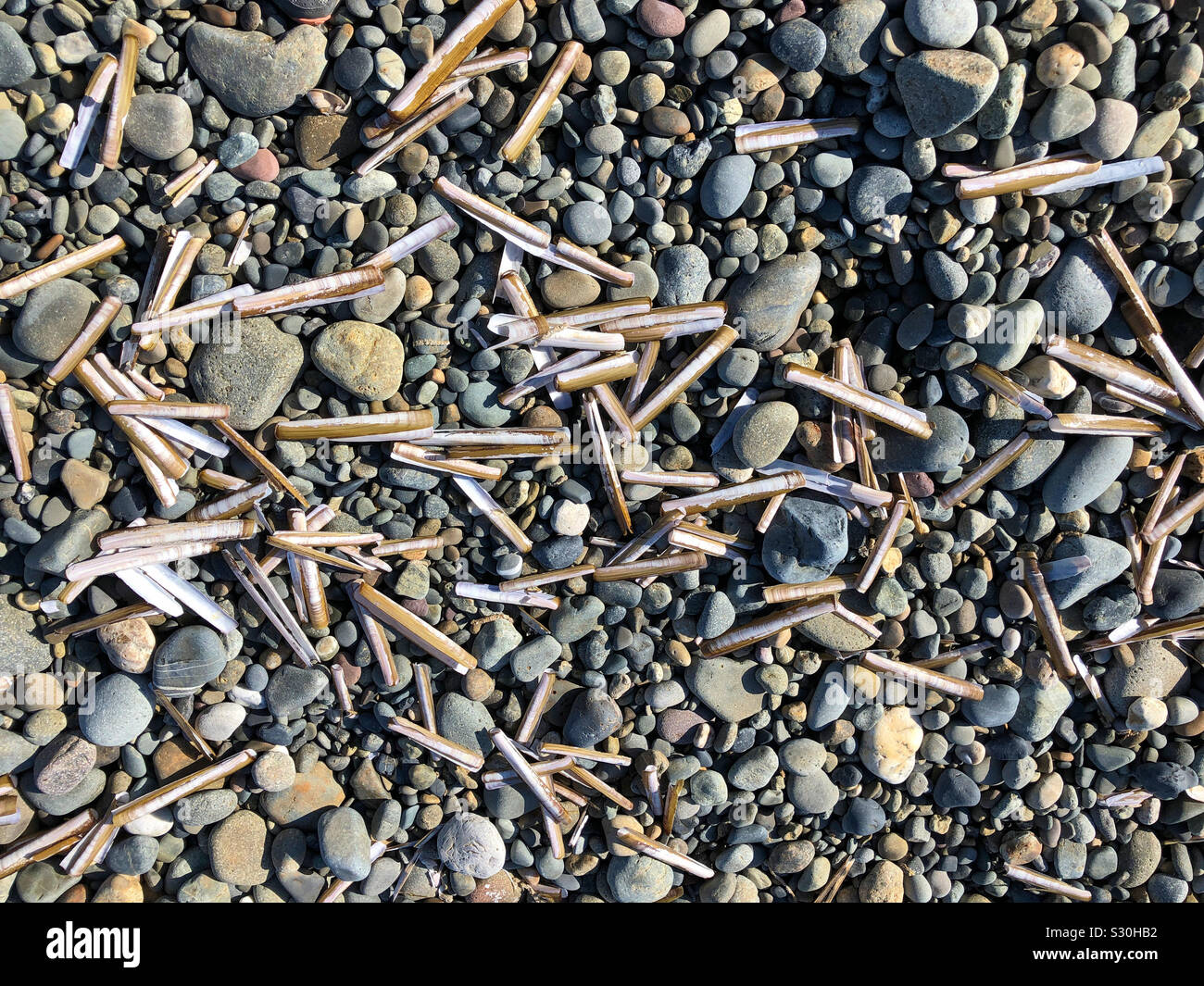 A full frame background of pebbles and razor fish shells on Newgale Beach, Pembrokeshire, Wales Stock Photo