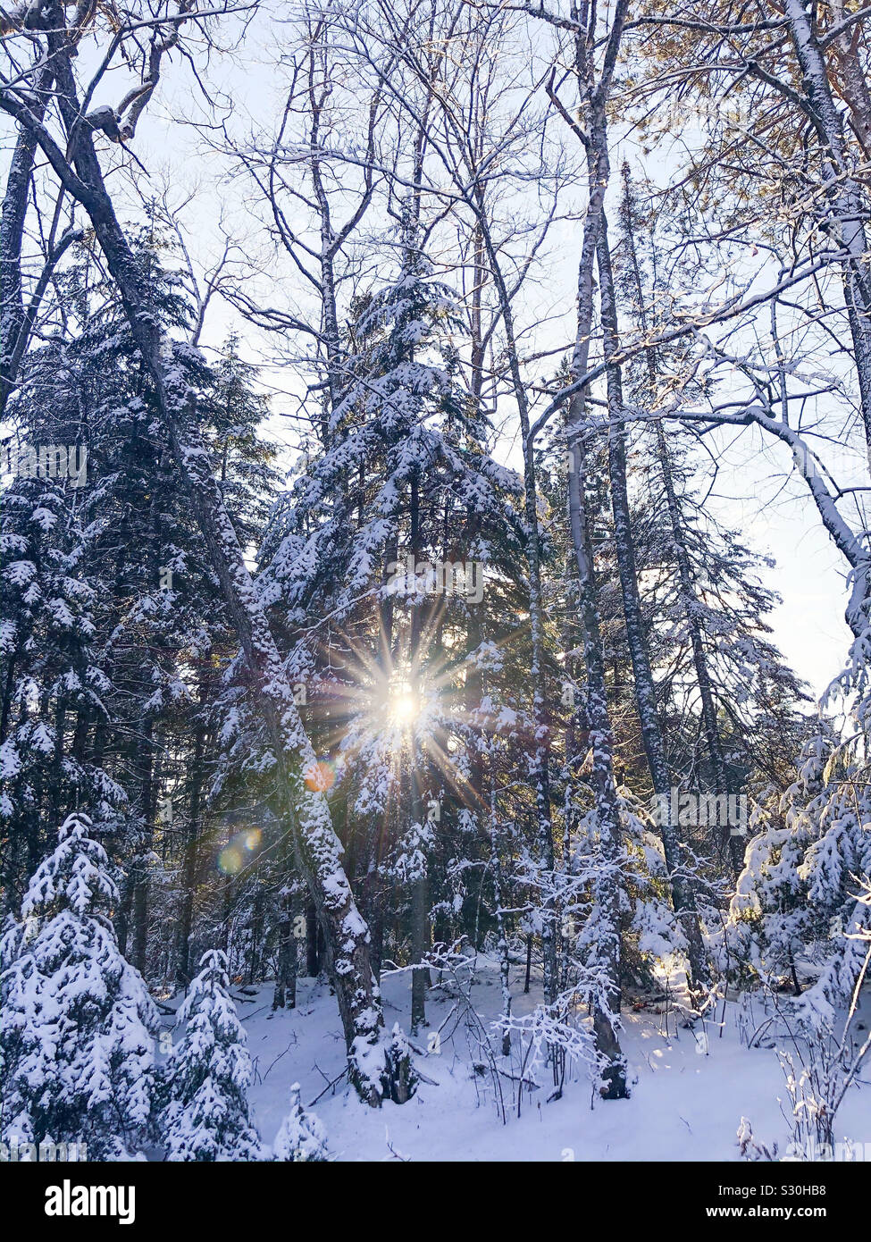 Morning sunlight in winter forest Stock Photo