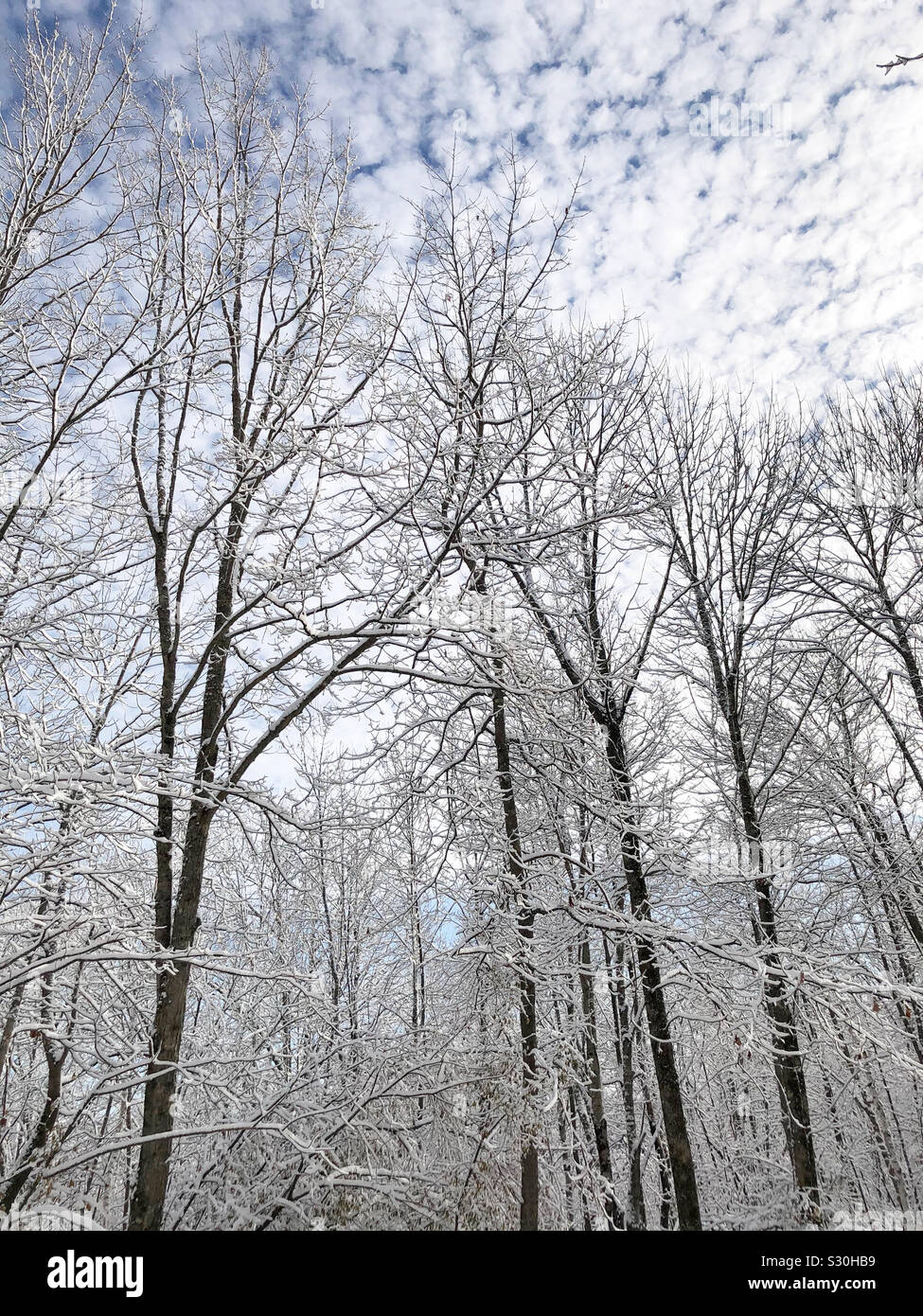 Snowy forest low angle hi-res stock photography and images - Alamy