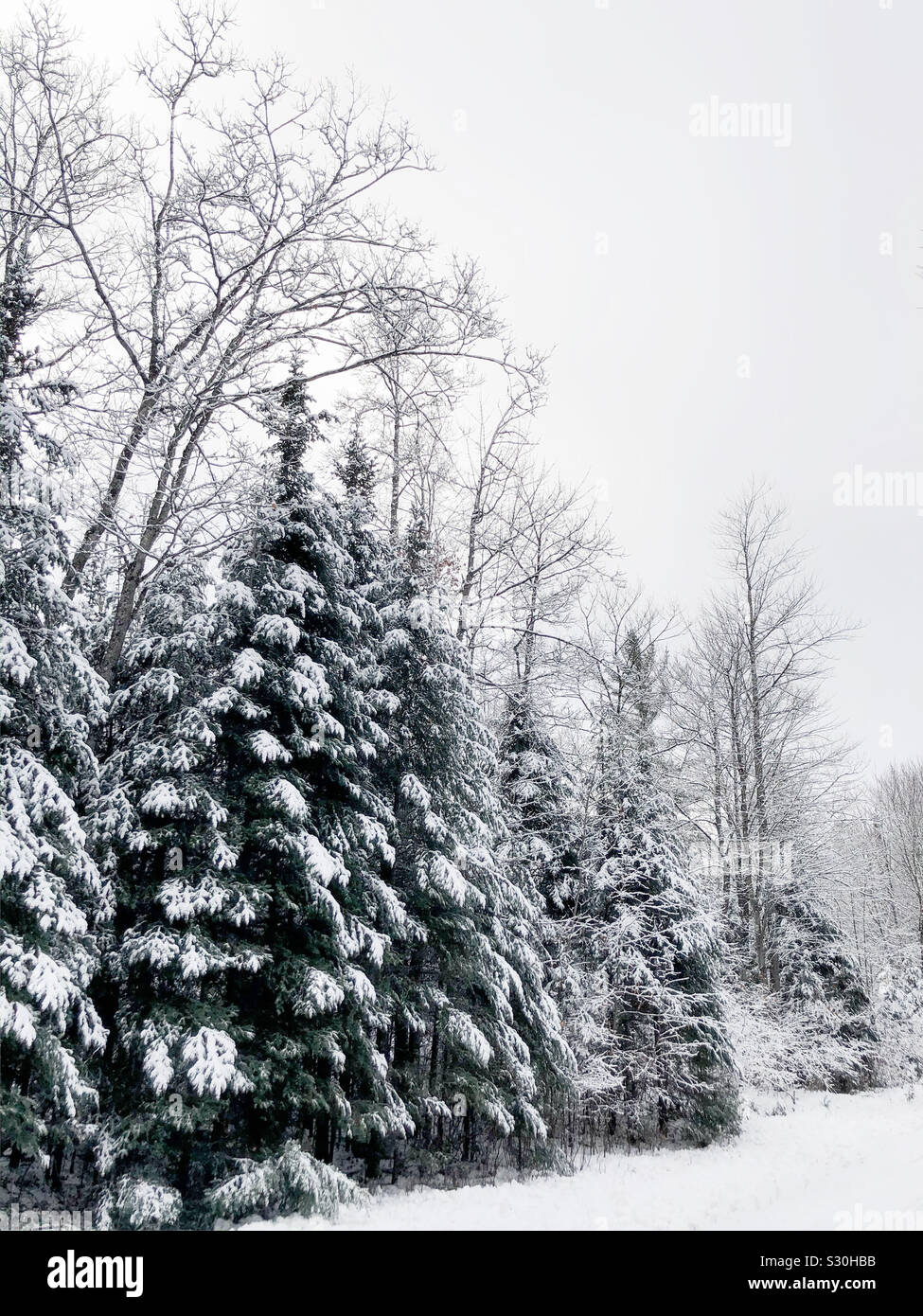 Snow covered evergreen trees Stock Photo