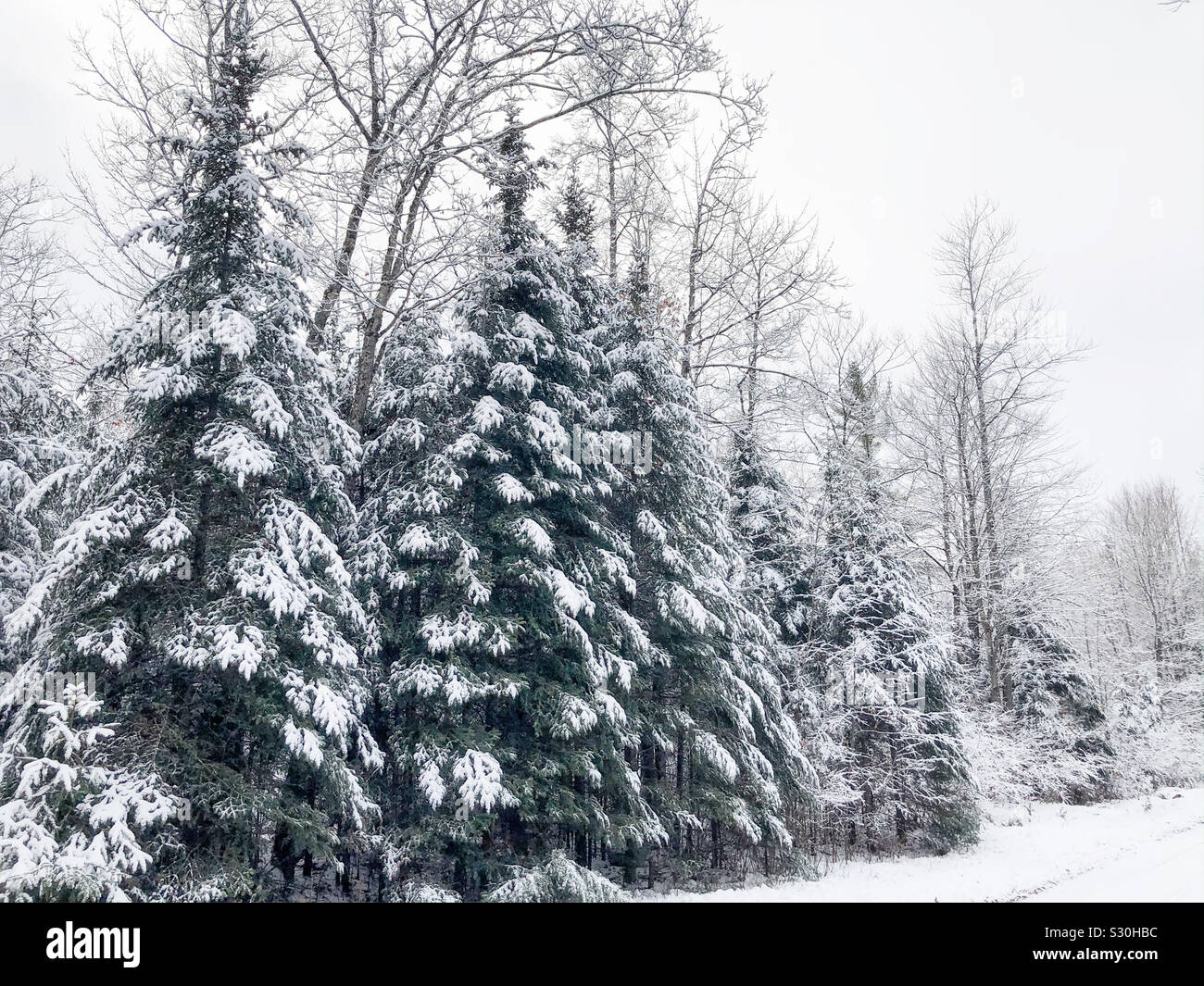 Snow covered evergreen trees Stock Photo