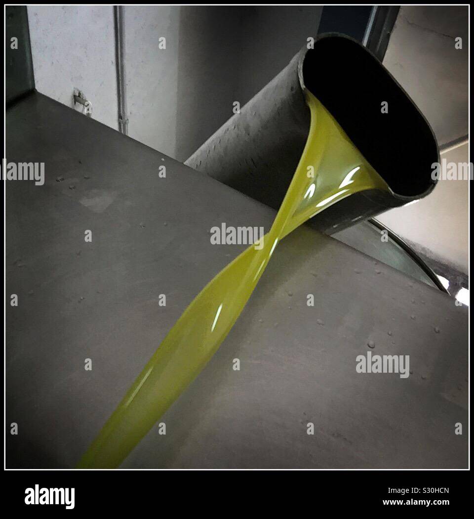 Freshly pressed Empeltre olives made into extra virgin olive oil with a Pieralisi mill, Catalonia, Spain. - Smartphone Captured Stock Image