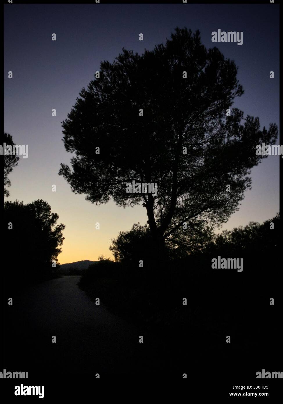 Tranquil pine tree sunset, Catalonia, Spain. Stock Photo