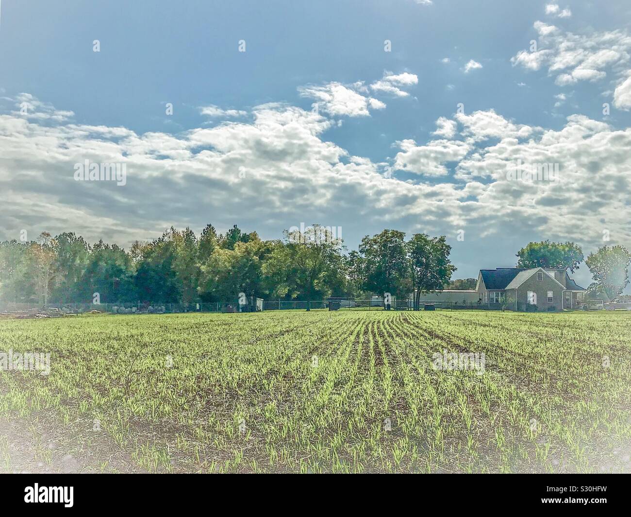 Defined photo of winter barley sprouting in North Carolina field - Smartphone Captured Stock Image