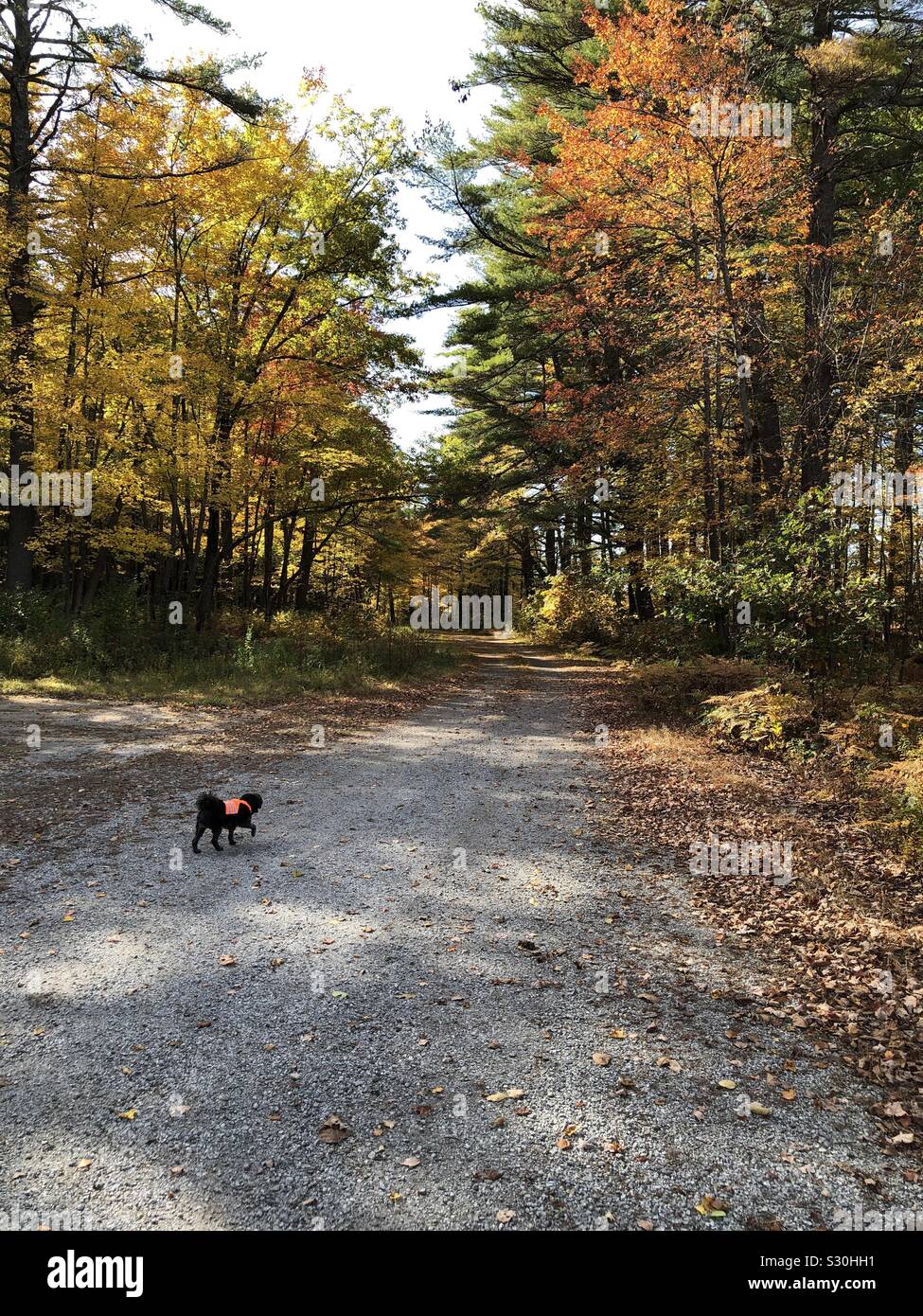 A small dog with a blaze orange safety vest walking down a path in the woods - Smartphone Captured Stock Image