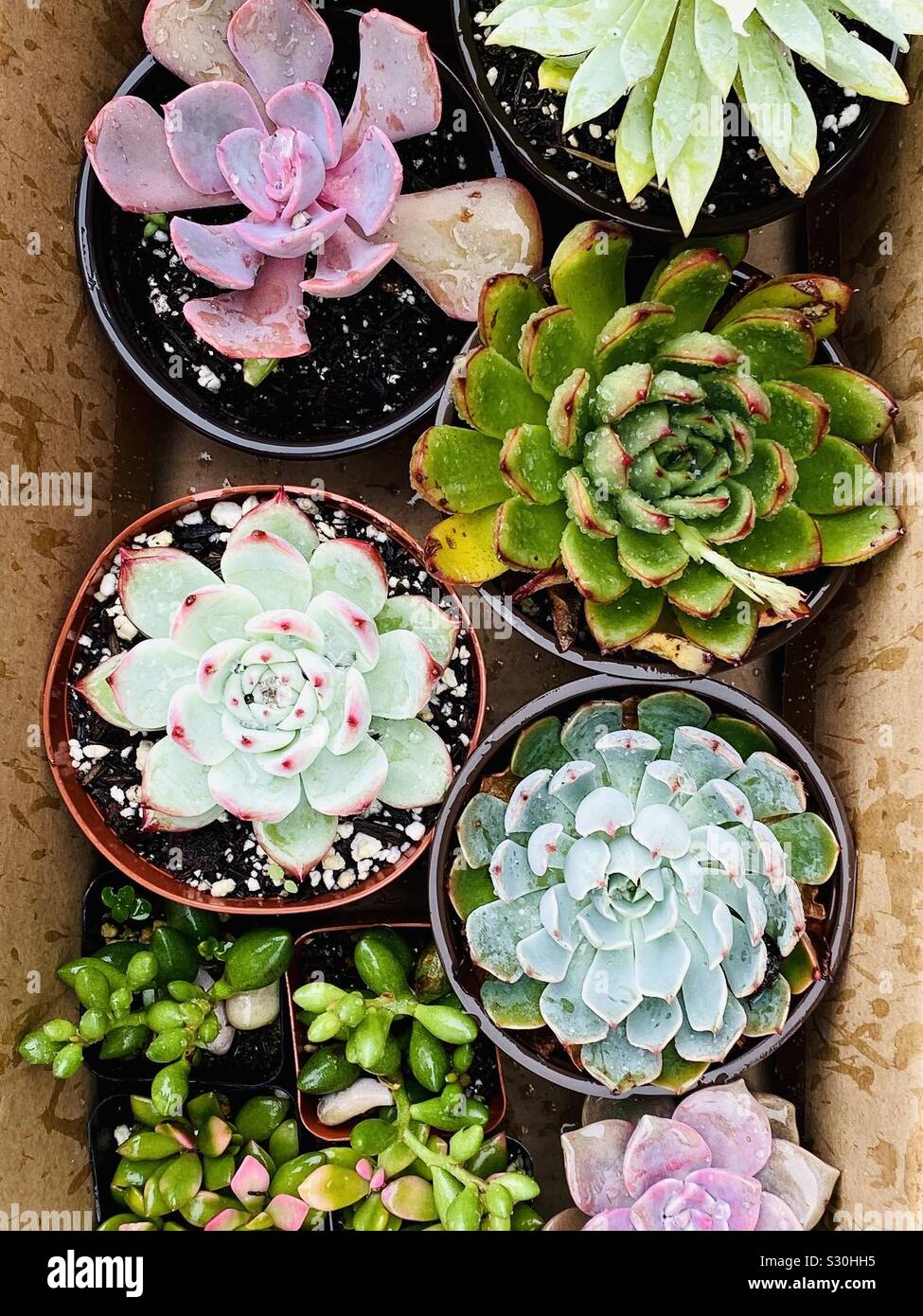 Colorful succulents plants in a box. - Smartphone Captured Stock Image