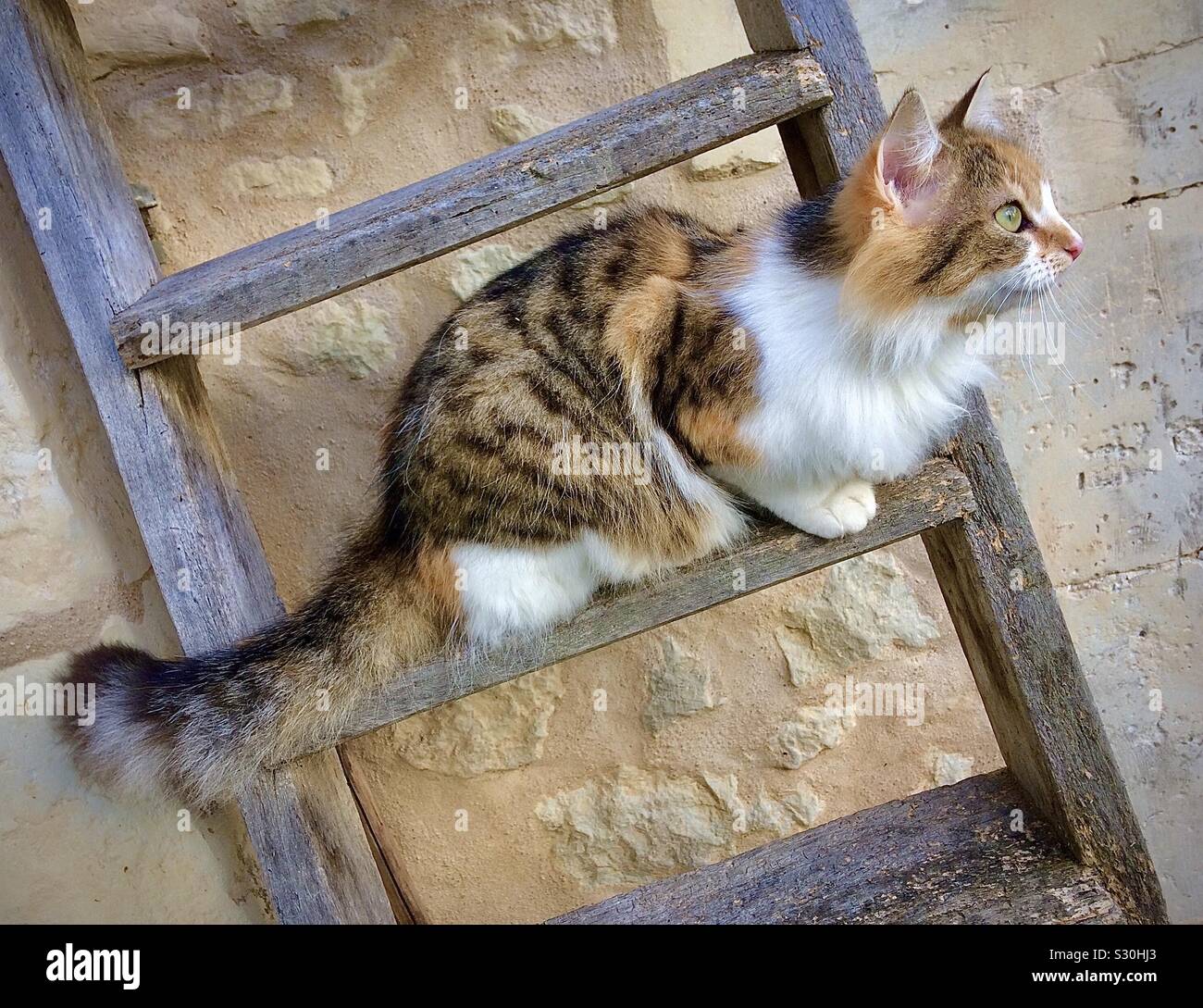 Tortoiseshell cat perched on wooden ladder. - Smartphone Captured Stock Image