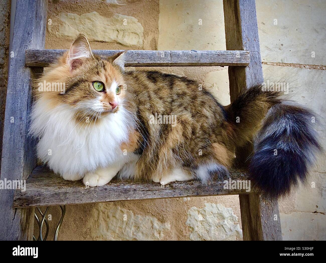 Tortoiseshell cat sitting on wooden ladder. - Smartphone Captured Stock Image