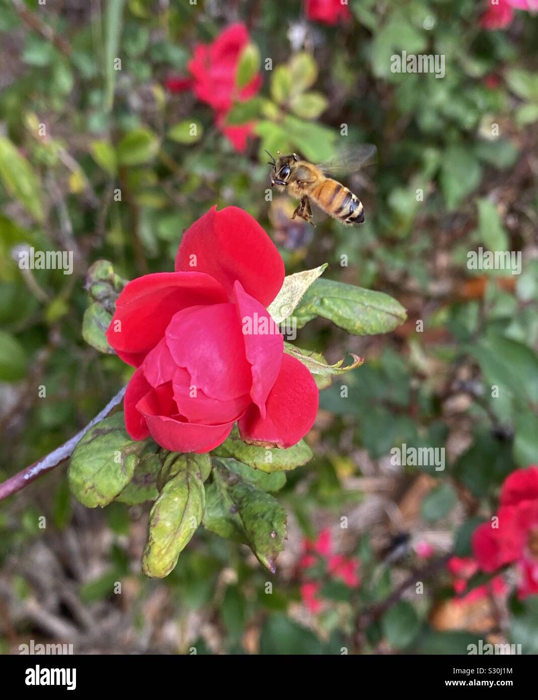 Red roses and a honeybee inflight - Smartphone Captured Stock Image