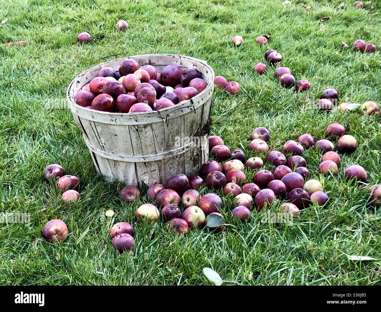 Wooden bin of apples Stock Photo Alamy