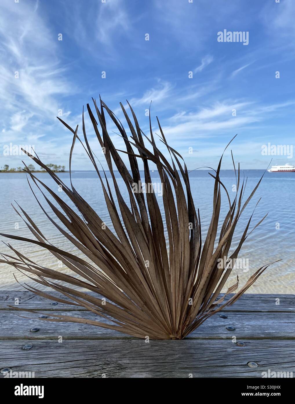 Brown palm leaf stuck in a wooden bench with view of blue bay water behind it - Smartphone Captured Stock Image