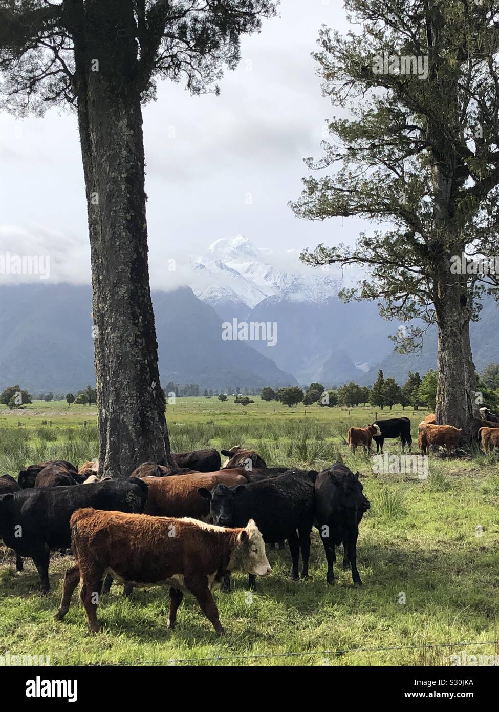 Mountain between trees - Smartphone Captured Stock Image
