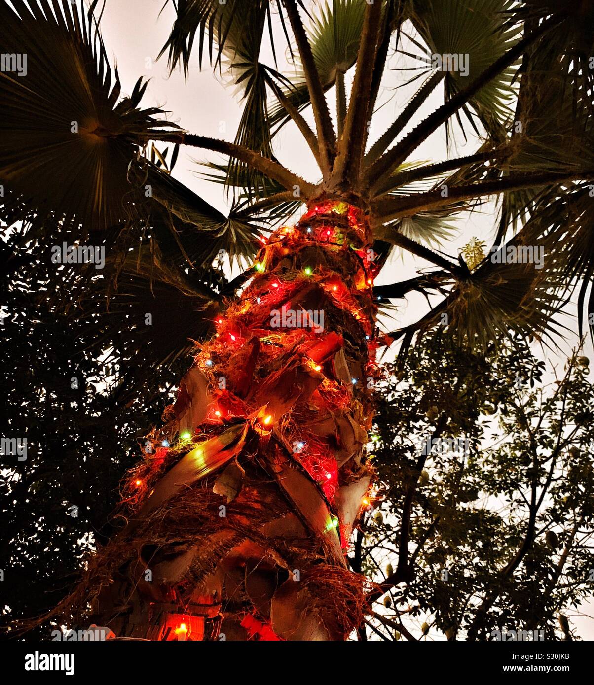 Strings of colored lights are wrapped around the trunk of an outdoor palm tree in December. Stock Photo