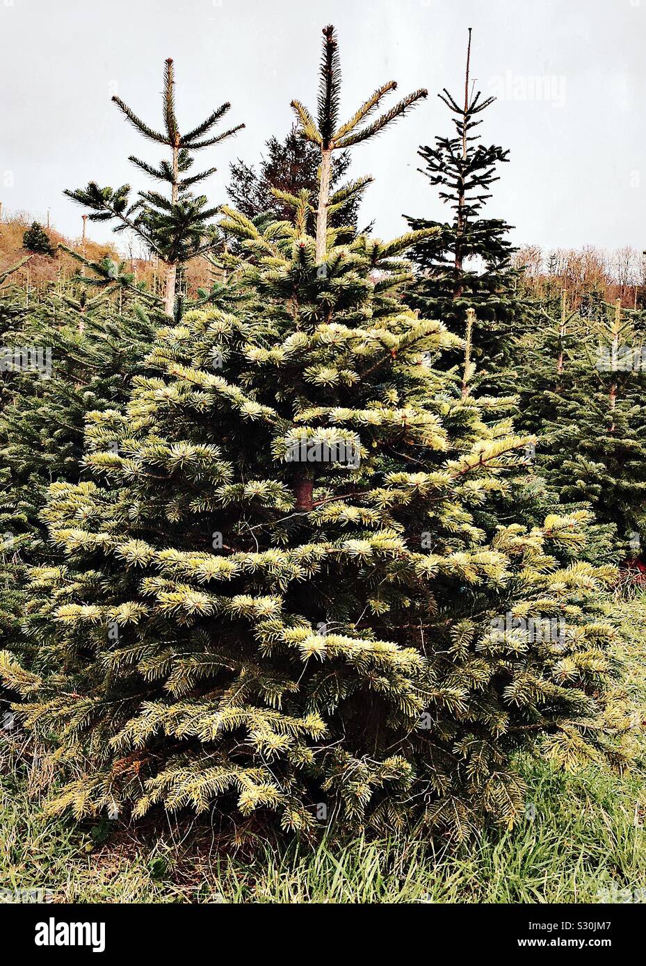 Christmas trees growing on a farm Stock Photo Alamy