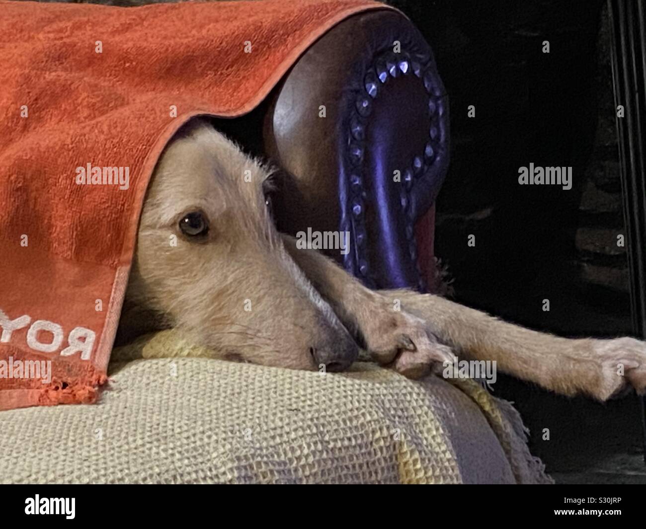 Dog hiding under a towel Stock Photo Alamy
