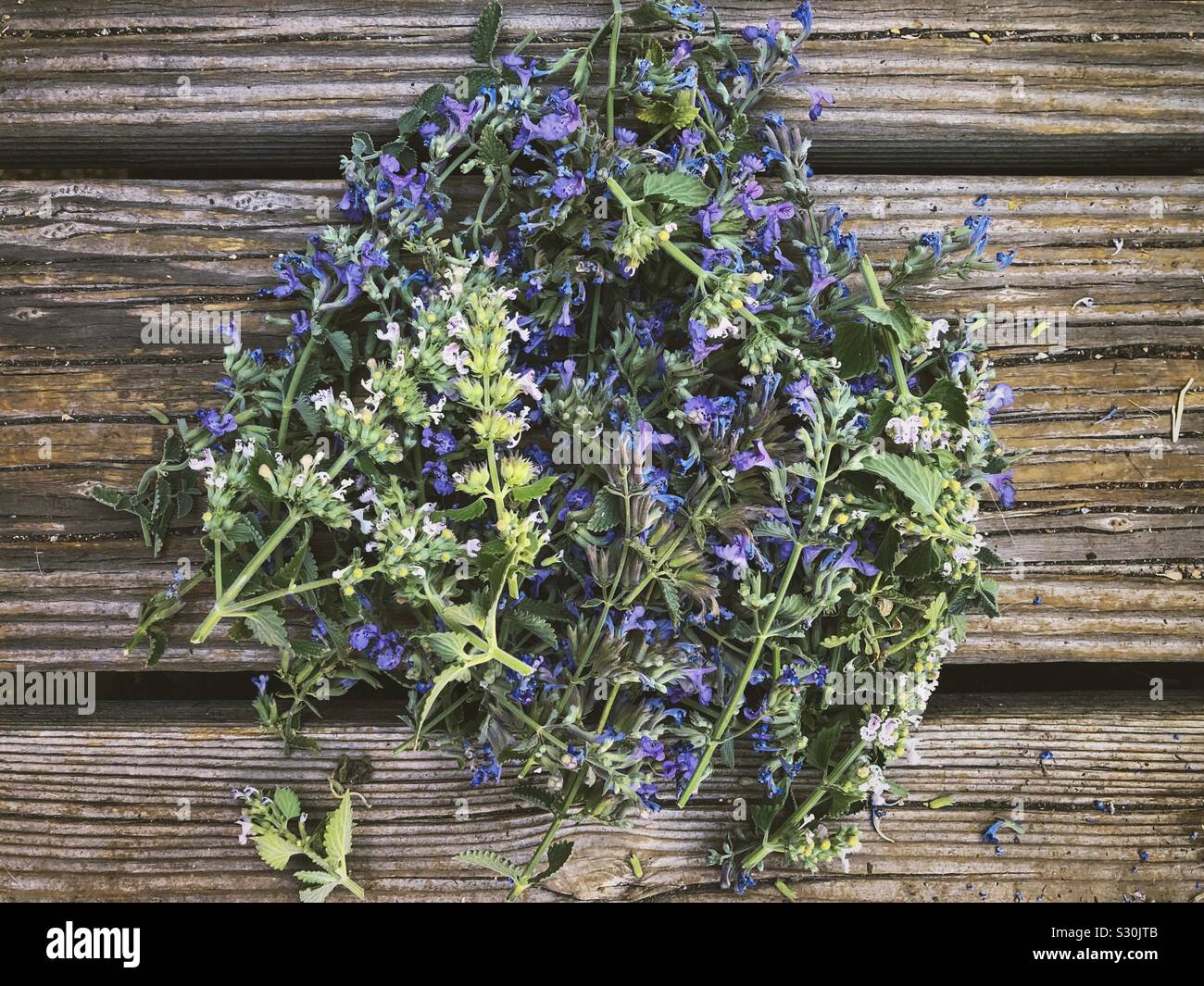 A pile of cat nip and cat mint on a wooden deck Stock Photo