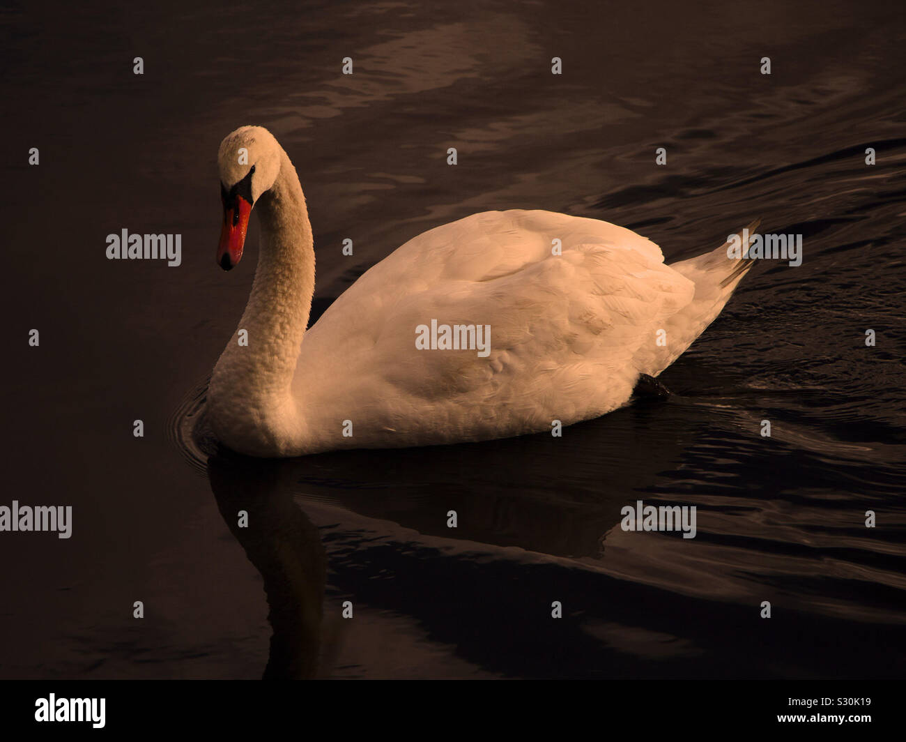 Golden Swan Stock Photo