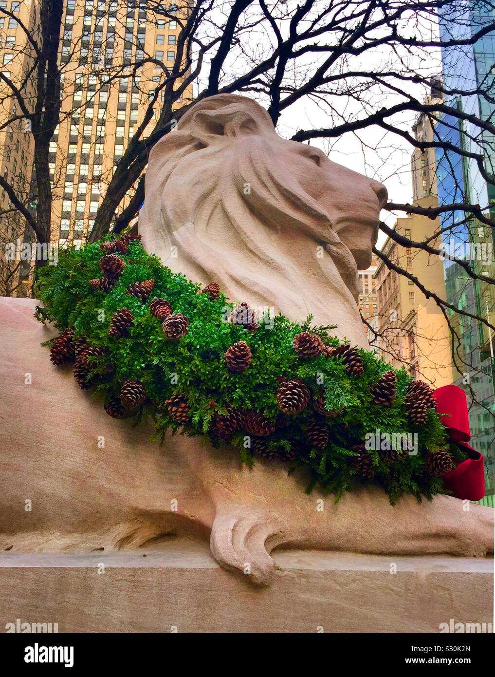 Fortitude one of the two library lions on fifth Avenue has his holiday wreath in a seasonal celebration, NYC, USA Stock Photo