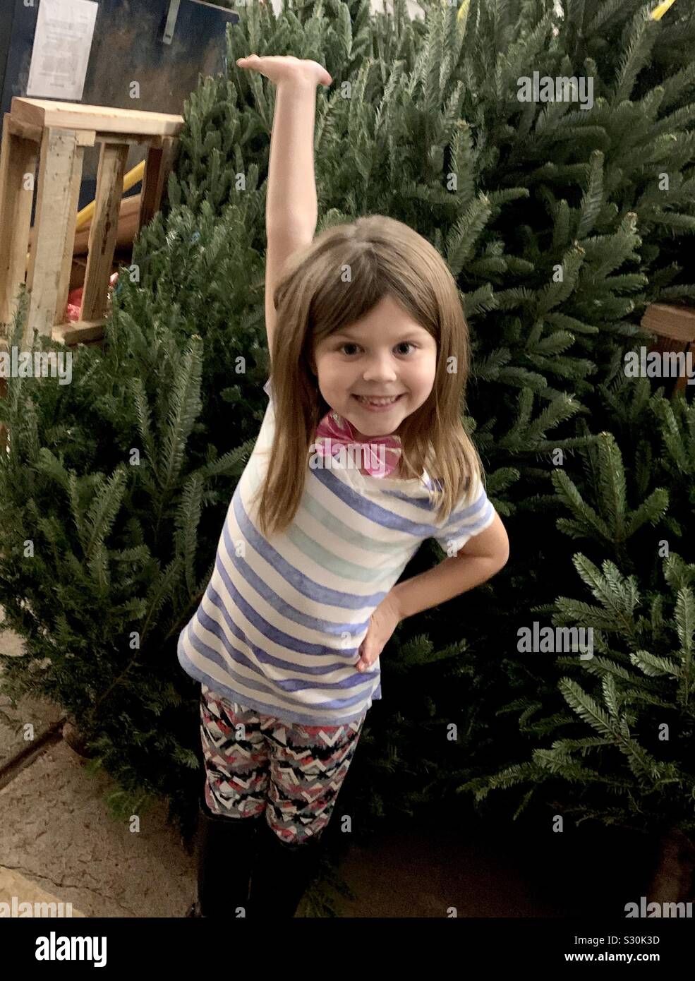 Finding the perfect family Christmas tree! Stock Photo