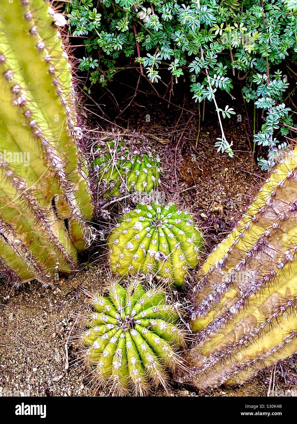 Cactus plants Stock Photo