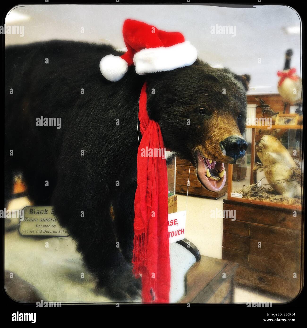 Christmas bear - Smartphone Captured Stock Image