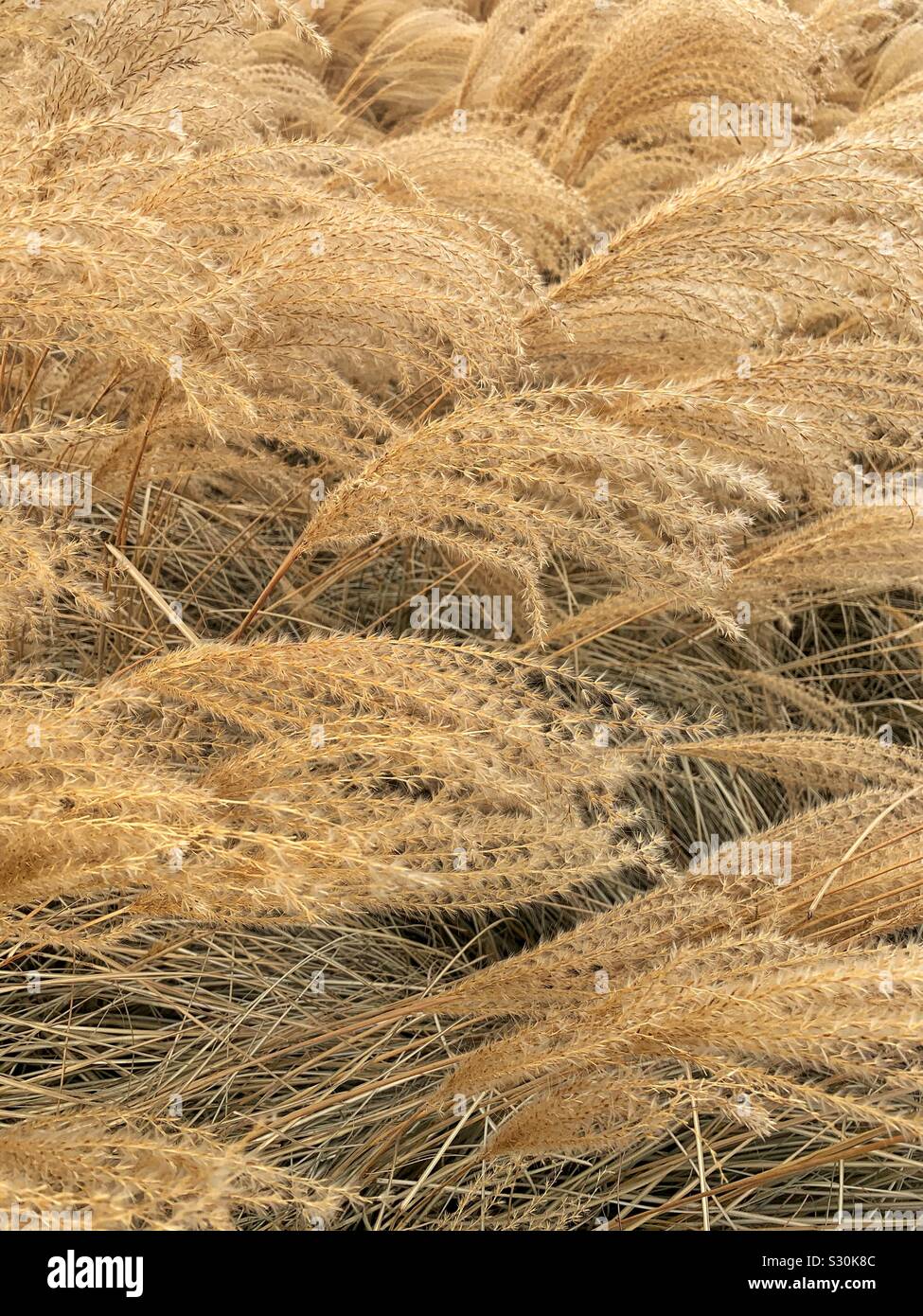 Field of fluffy dried yellow wheat grass Stock Photo Alamy