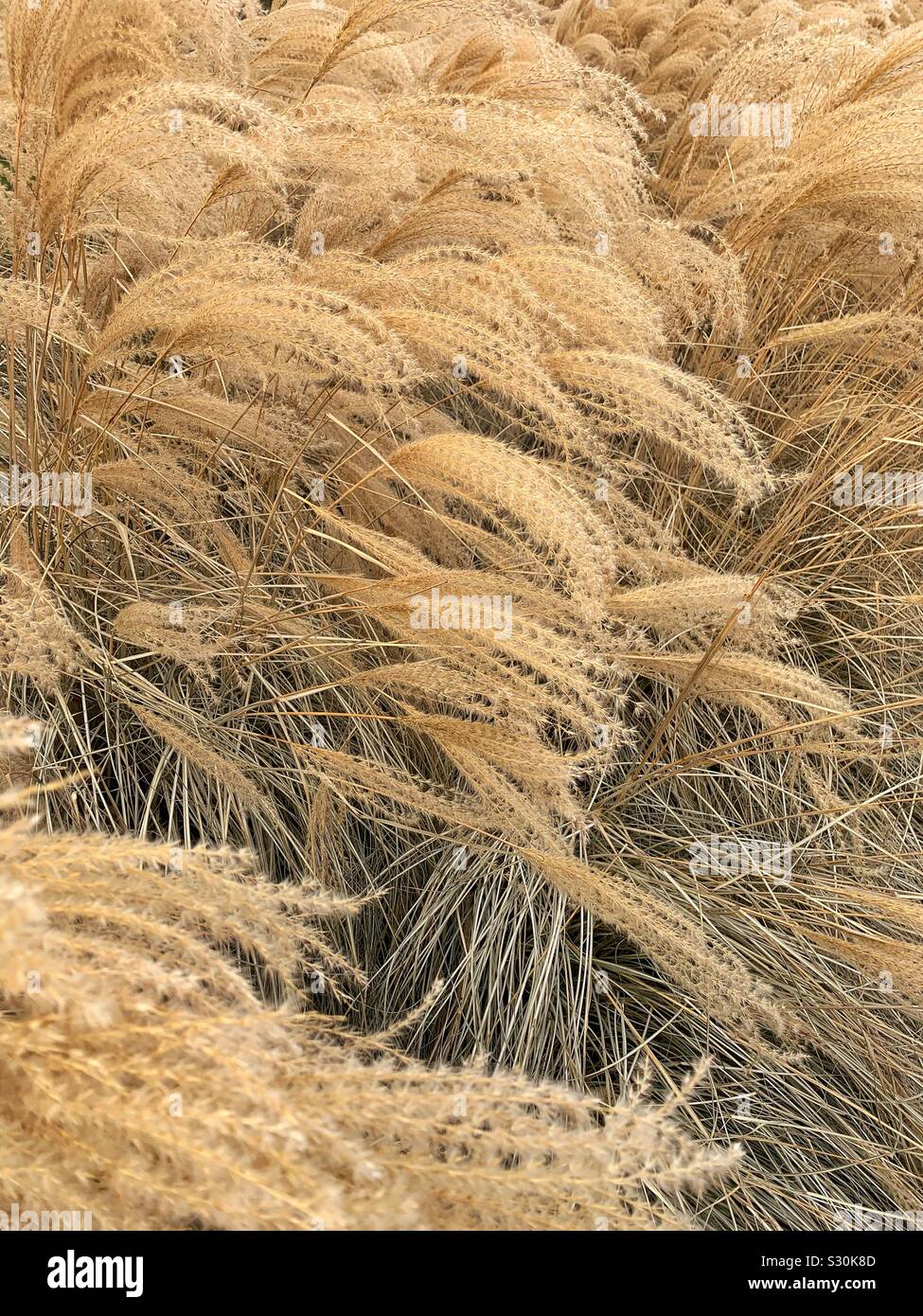 Field of fluffy dried yellow wheat grass - Smartphone Captured Stock Image
