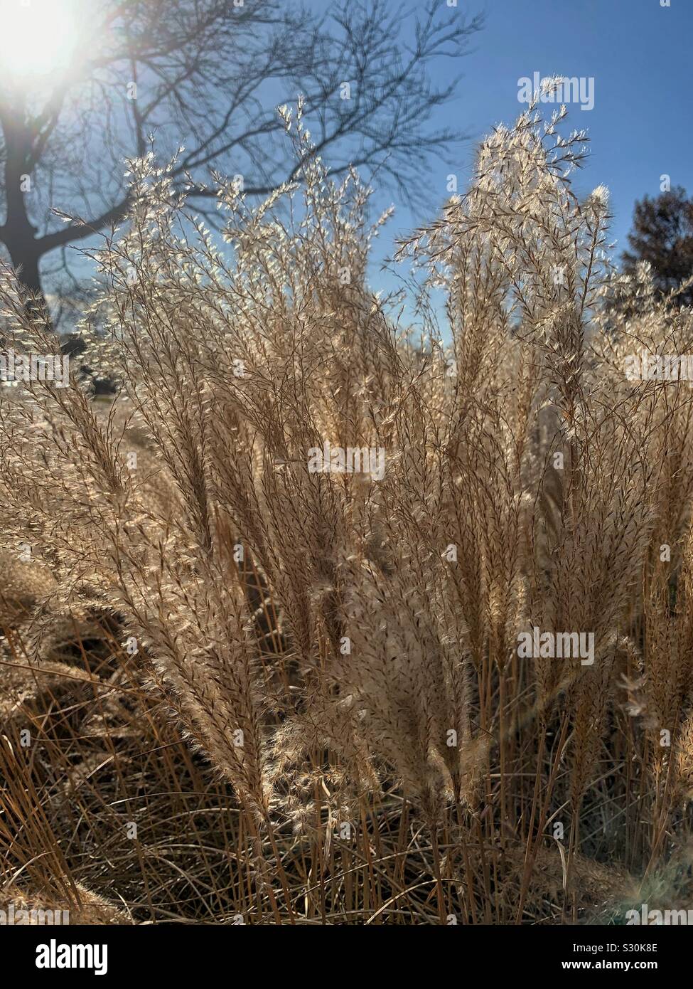 Sunlight shining thru a field of fluffy dried yellow wheat grass - Smartphone Captured Stock Image